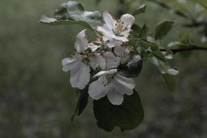 vroege lente bloemen foto