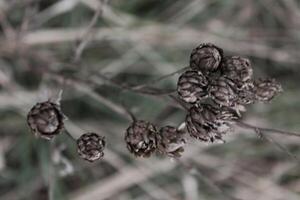 natuur achtergrond foto