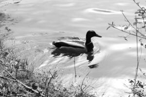 natuur achtergrond foto