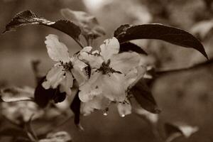 vroege lente bloemen foto