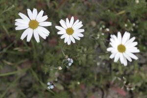 vroege lente bloemen foto