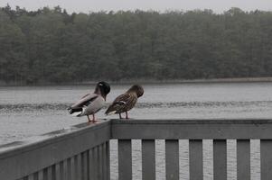 natuur achtergrond foto