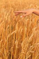 gouden tarwe veld. de meisjes hand- beroertes de oren foto