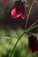 boshyacinten bloemen. de eerste voorjaar bloemen. in de helder zon foto