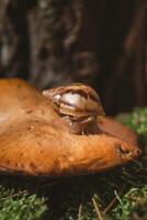 bruin baby slak Achatina Aan een eetbaar paddestoel foto