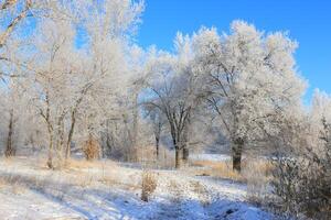 winter pad naar de Woud met bomen in vorst foto
