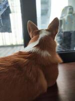 aanbiddelijk pembroke welsh corgi zittend binnenshuis op zoek uit door glas deur foto