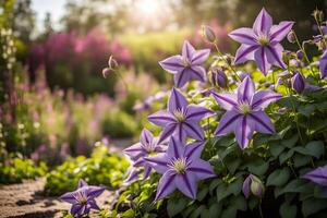 bloeiend clematis in de tuin foto