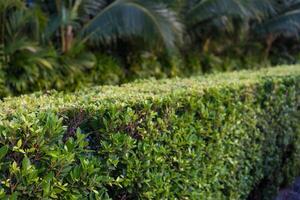 banyan boom, wetenschappelijk naam ficus annulata, is een populair sier- struik. foto