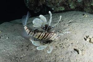 leeuwvissen in de rode zee kleurrijke vissen, eilat israël foto