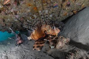 leeuwvissen in de rode zee kleurrijke vissen, eilat israël foto