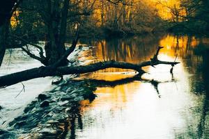 herfstlicht in het bos foto