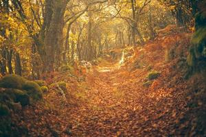 herfstlicht in het bos foto