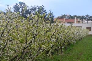 voorjaar bloeiende voorjaar bloemen Aan een Pruim boom tegen blauw lucht 1 foto