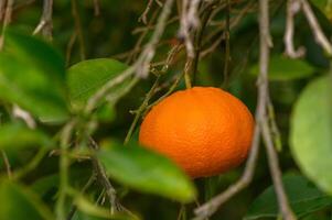 rijp sinaasappelen, mandarijnen groeit Aan een citrus Afdeling met groen bladeren in een boomgaard. zonnig dag. foto