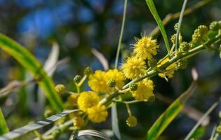 de begin van mimosa bloeiend in Cyprus 6 foto