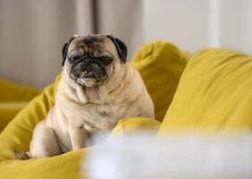 oud mopshond zittend Aan een geel sofa 1 foto