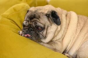 portret van een oud mopshond slapen Aan een geel sofa 2 foto