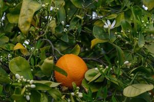 citrus takken met biologisch rijp vers sinaasappels groeit Aan takken met groen bladeren in een zonnig boomgaard. 1 foto