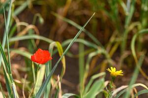 een helder rood papaver in de midden- van jong tarwe veld- met blauw lucht Aan een zomer dag foto