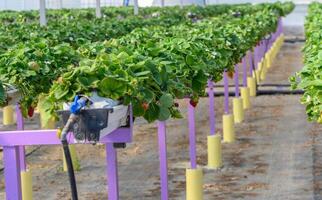 weelderig groei van aardbeien in een serre, noordelijk Cyprus 10 foto