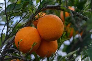 citrus takken met biologisch rijp vers sinaasappels groeit Aan takken met groen bladeren in een zonnig boomgaard. 3 foto