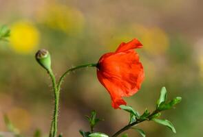 Open knop van rood papaver bloem in de veld- 1 foto