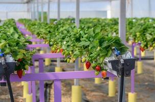 aardbeien rijpen in een kas Aan een boerderij in Cyprus 10 foto