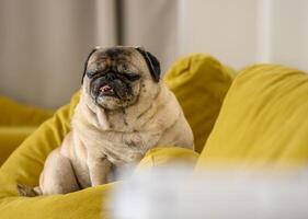 oud mopshond zittend Aan een geel sofa 2 foto