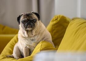 oud mopshond zittend Aan een geel sofa foto