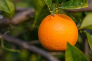 een oranje boom in de oranje boomgaard Bij de laatste oogst van elk seizoen.9 foto