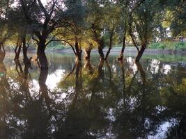 bomen in overstroming water met reflectie foto