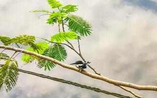 groen ijsvogel Aan Afdeling in puerto escondido Mexico. foto