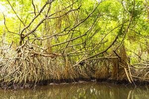 boot safari door mangrove oerwoud bentota ganga rivier- bentota strand sri lanka. foto