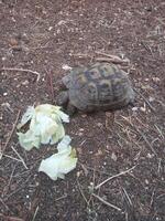 een land- schildpad eet sla in de tuin foto