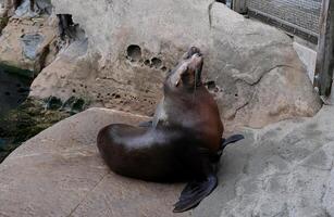 zee leeuw gromt sterk verhogen zijn hoofd wendingen routebeschrijving opening breed mond dierentuin Aan stenen netto dieren in gevangenschap oren haven zegels noordelijk vacht zegel oren zegels Vancouver aquarium, v.Chr., Canada foto