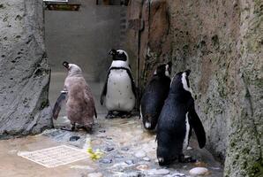 familie van vier pinguïns staan bijna roerloos Aan een rots in de Vancouver aquarium Canada Brits Columbia foto
