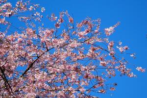 mooi kers bloesem sakura in voorjaar tijd over- blauw lucht. verbazingwekkend levendig kleuren, lente natuur banier met kopiëren ruimte. roze kers bloemen teder licht blauw lucht achtergrond foto