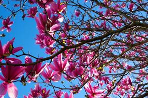 magnolia voorjaar kers bloesems tegen een blauw lucht. roze bloemen voorjaar landschap met bloeiend roze boom sakura tuin Aan een zonnig dag. mooi concept van romance en liefde met delicaat bloemen. foto