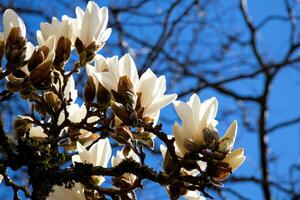 david lam park voorjaar in groot stad kers bloesems wolkenkrabbers wandelen voetgangers grote Oceaan oceaan reizen beroemd plaatsen bloeiend bomen magnolia kers blauw lucht wolkenkrabbers vroeg voorjaar foto