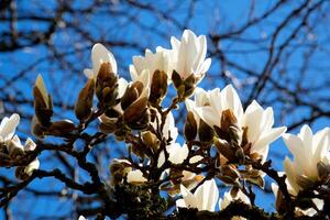 de wit magnolia bloeide in de ochtend- foto