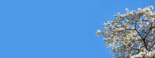 magnolia bloem met elegant bloemblaadjes bloeiend in voorjaar fee verhaal tuin Aan mysterieus bloemen zonnig achtergrond met zon licht, mooi natuur park landschap banier afgezwakt in pastel kleuren, kopiëren ruimte foto