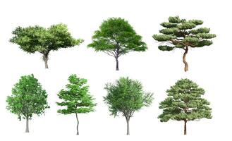 verzameling mooi 3d bomen geïsoleerd Aan wit achtergrond , gebruik voor visualisatie in bouwkundig ontwerp of tuin versieren foto