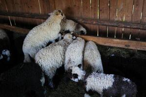 een groep van schapen zijn aan het eten hooi in een pen foto