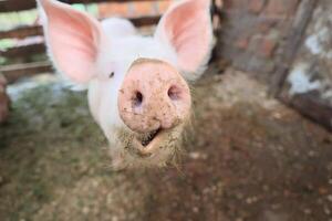 een varken met een vuil neus- is op zoek Bij de camera foto