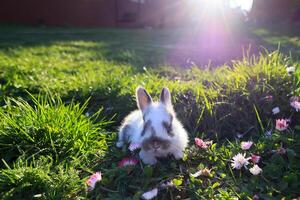 een klein wit konijn is zittend in een veld- van bloemen foto