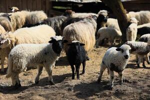 een kudde van schapen zijn staand in een veld- foto