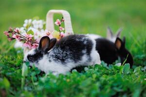 de konijnen zijn aan het eten gras en lijken naar worden genieten van de vredig omgeving foto