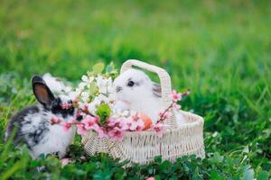 twee baby konijnen zijn zittend in een mand van bloemen foto