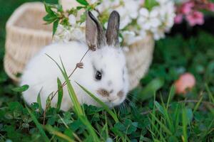 een wit konijn is zittend in een mand van bloemen foto